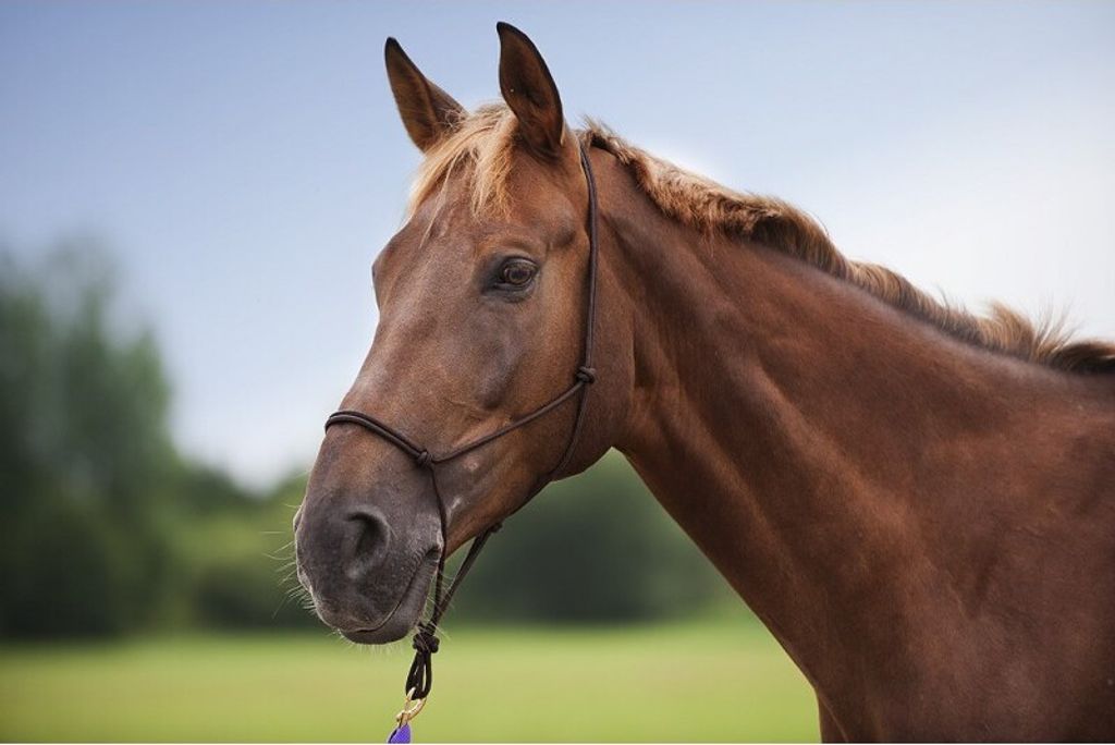 Weiches ethologisches Halfter in verschiedenen Farben, Farbe:Schwarz, Größe:Warmblutgröße