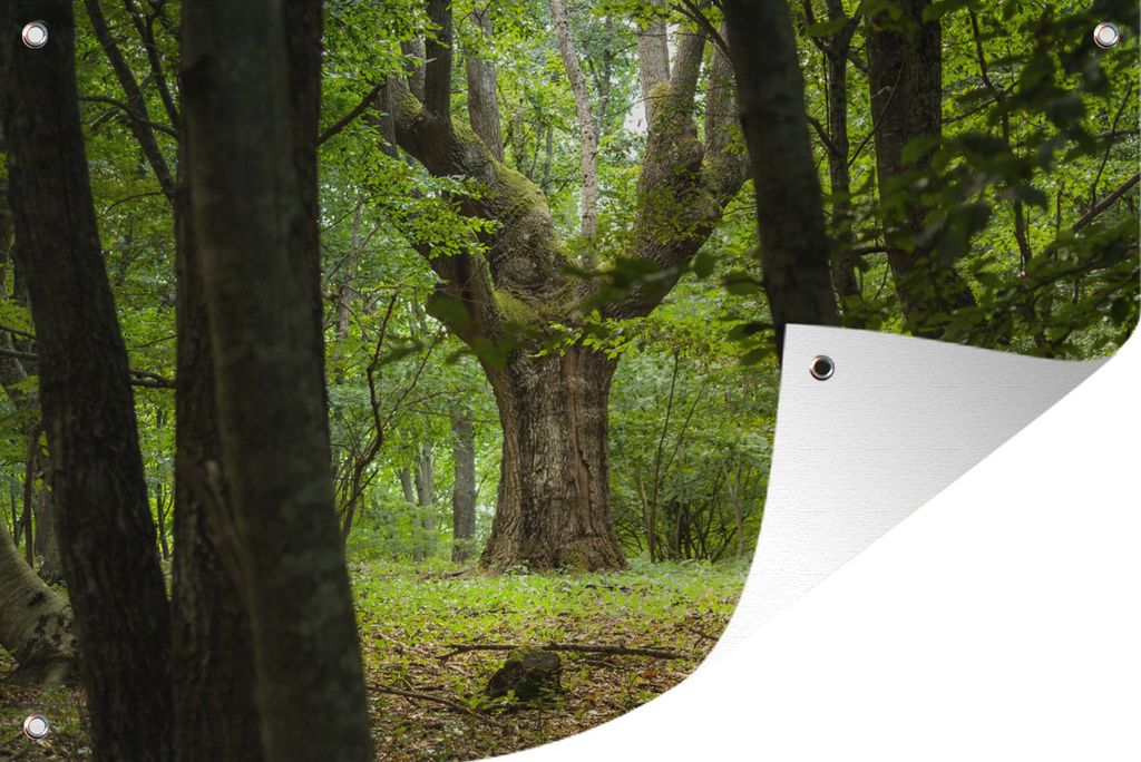 MuchoWow 120x80 cm Outdoor-Poster Gartendeko Sichtschutz Garten Poster für den Garten Eine große Eiche tief in einem grünen Wald