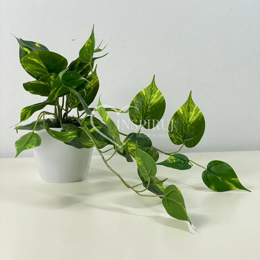 Philodendron suspendu 25x40 cm avec feuillage dense - Pot inclus robuste