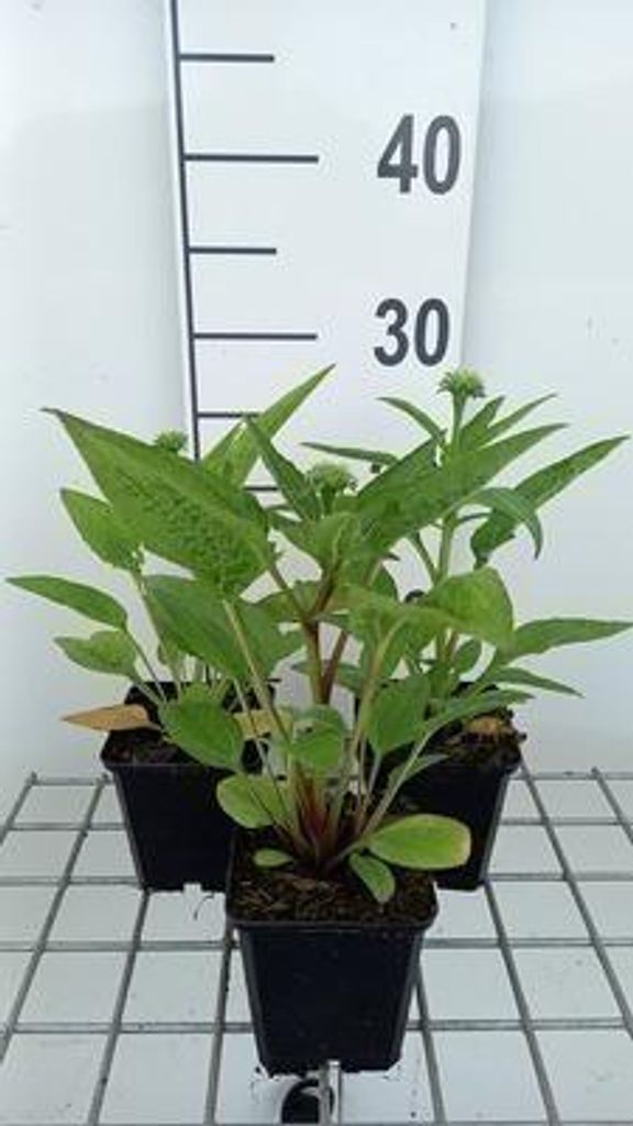 6 x Echinacea purp. 'Lakota Orange' - Sonnenhut - Topf 9 x 9 cm
