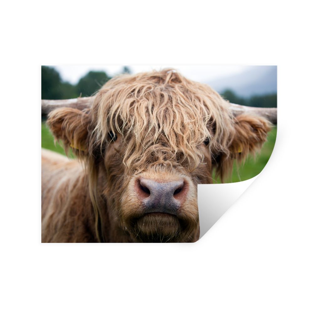 MuchoWow Wandtattoo Wandsticker Wandaufkleber Schottische Highlander - Gras - Wald 80x60 cm Selbstklebend und Repositionierbar - Faltenfrei