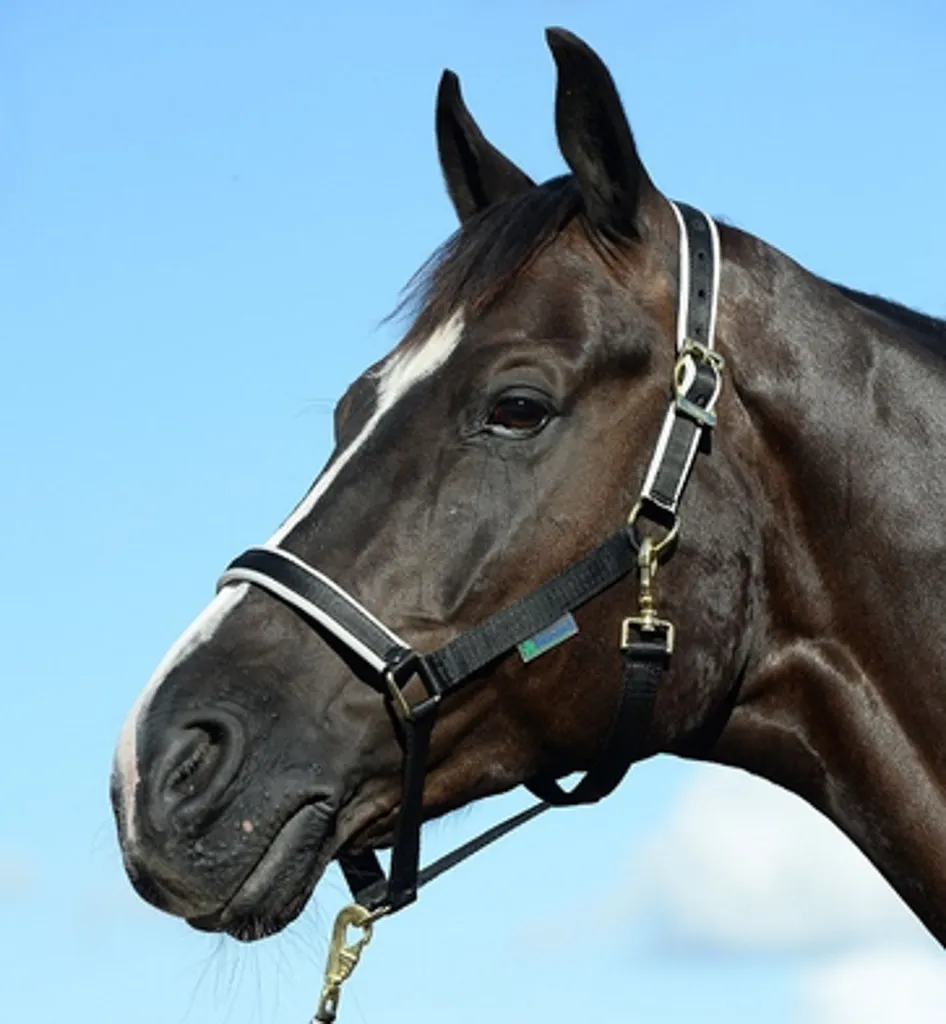 Bucas Halter Dublin, Colore:Nero/Argento, Taglia:Cob