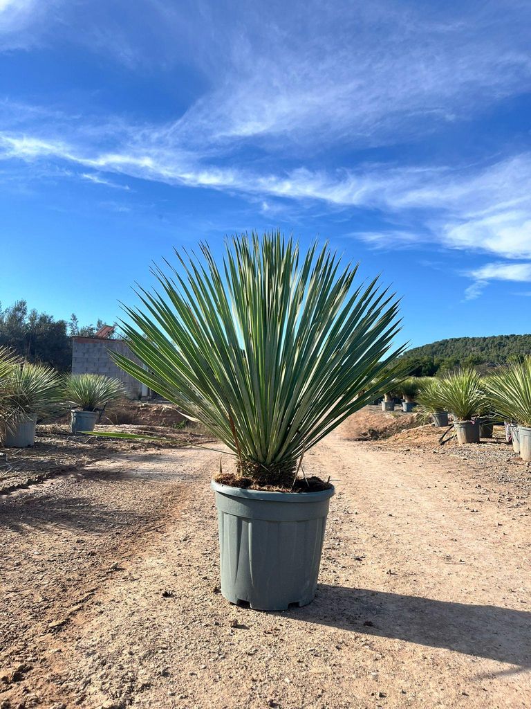 Sunny Tree - Yucca Rostrata Blue Blue - Palme - 100 cm
