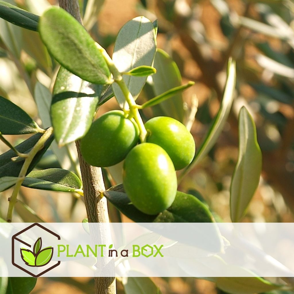 Plant in a Box Olivenbaum, Zitronenbaum, Kaufland.de