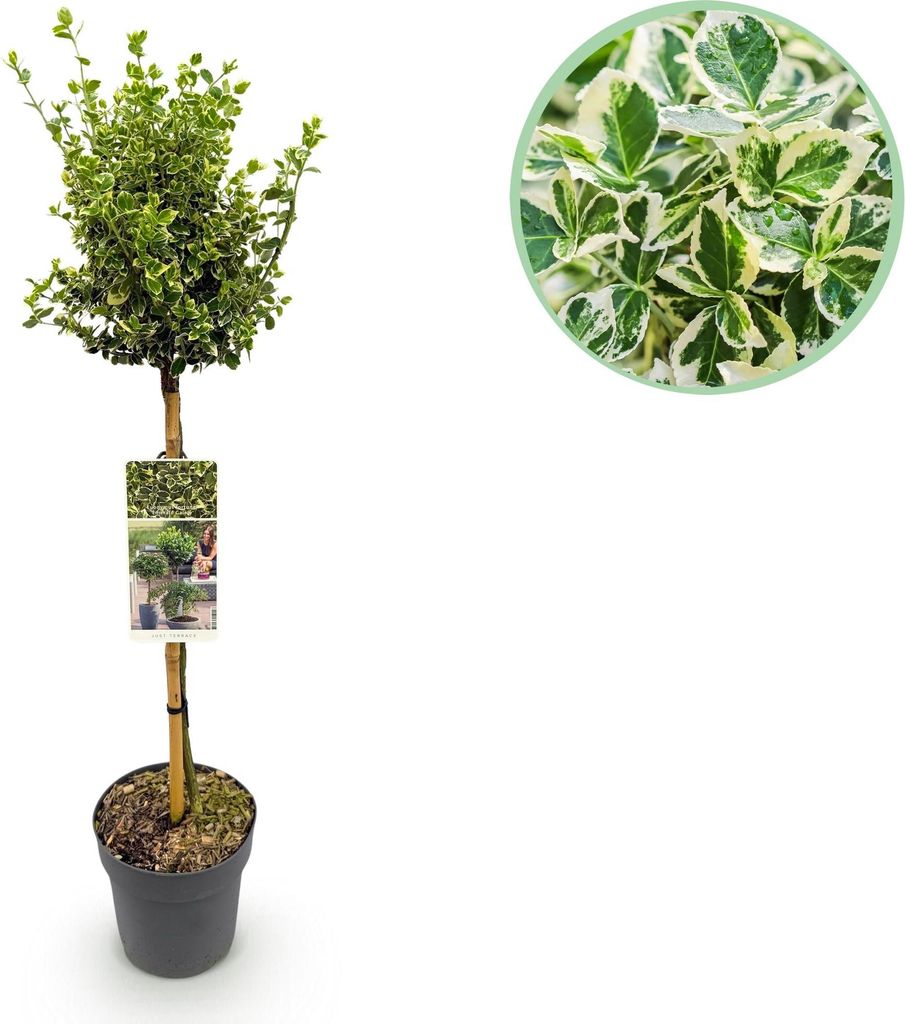 GreenboutiQ - Gartenpflanze - Euonymus fortunei Emerald Gaiety - Stamm-Pflanze - Terrassenpflanze - Immergrün - Wenig Pflege - Topf 19cm Höhe 90cm