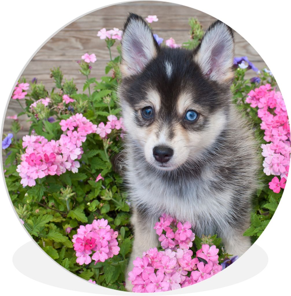 MuchoWow Rundes Wandbild - Runde Bilder Pomsky-Welpe zwischen Blumen Ø 30 cm Kreis Wanddekoration Kunststoff - Wandkreis - Wandschmuck - Schlafz...
