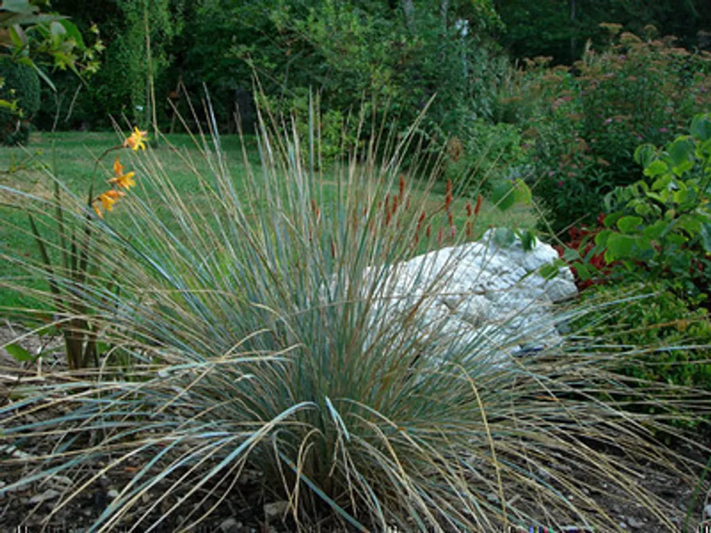 Graminée Avoine Bleue Saphirsprudel - 6 Plantes vivaces en pots 9cm