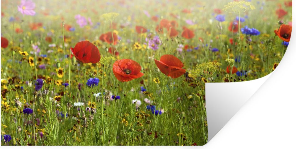MuchoWow Wandtattoo Wandsticker Wandaufkleber Frühling - Blumen - Rot - Mohn - Gras - Grün 80x40 cm Selbstklebend und Repositionierbar - Aufkleber