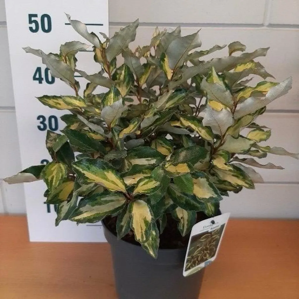 Arbuste de Haie Elaeagnus Maryline - Olivier de l'Hiver Persistant