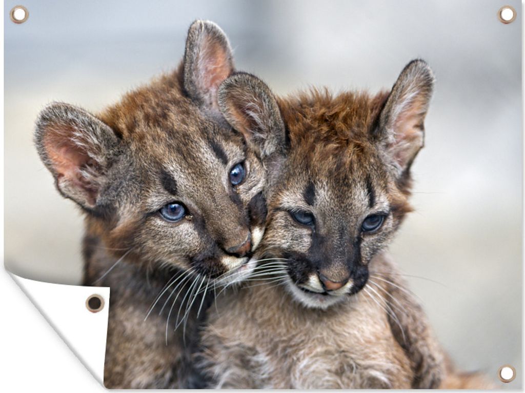 MuchoWow 40x30 cm Outdoor-Poster Gartendeko Sichtschutz Garten Poster für den Garten Zwei Pumawelpen