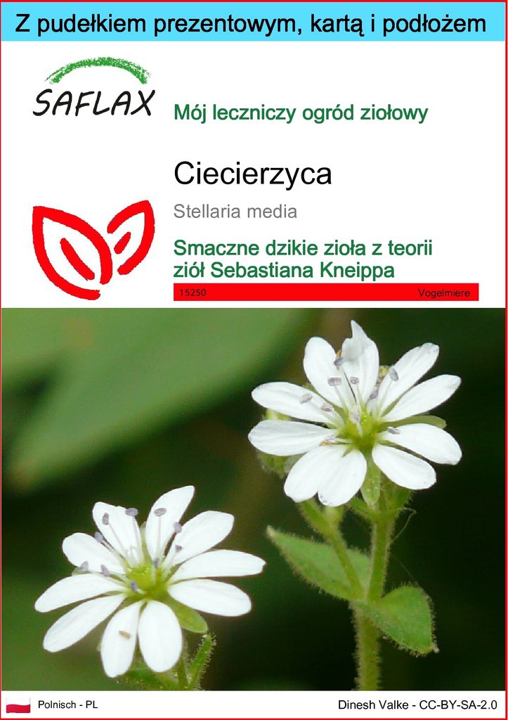 SAFLAX - Zestaw prezentowy - ciecierzyca - 1000 Nasiona - Z Zdjęcie produktu 