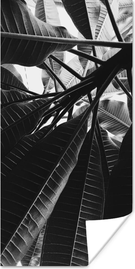 MuchoWow Poster Palmenblatt - Tropisch 40x80 cm - Dekoration