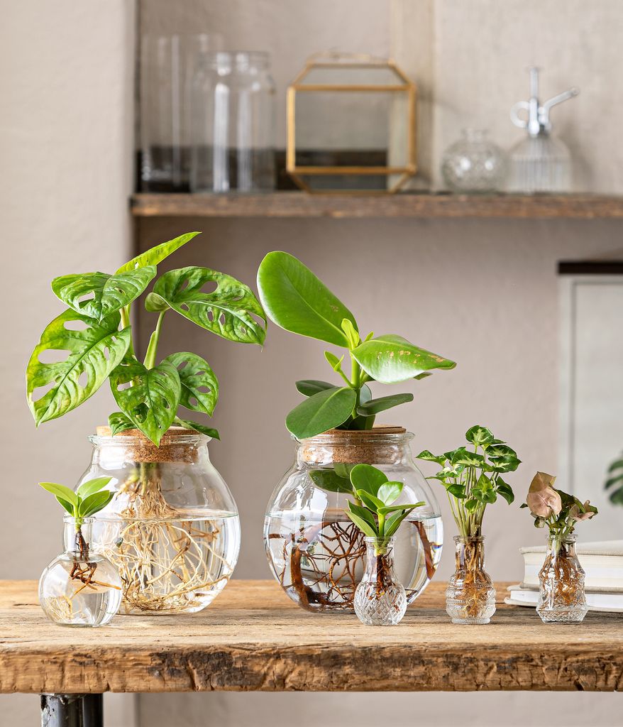 Dehner Waterplant Fensterblatt, Monstera adansonii,