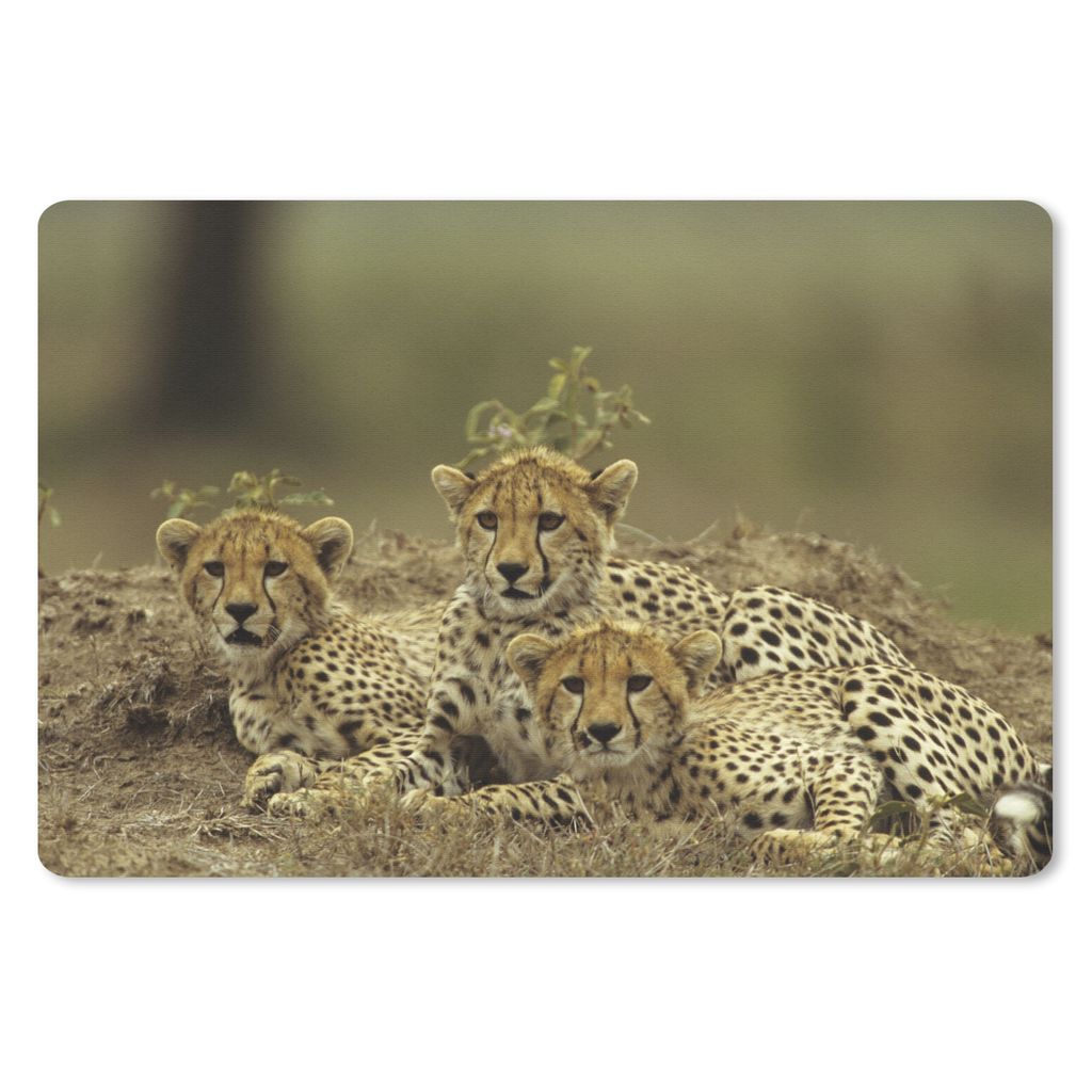 MuchoWow Schreibtischunterlage Junge Gepardenjunge 60x40 cm - XXL Mauspad - Großes Mauspad