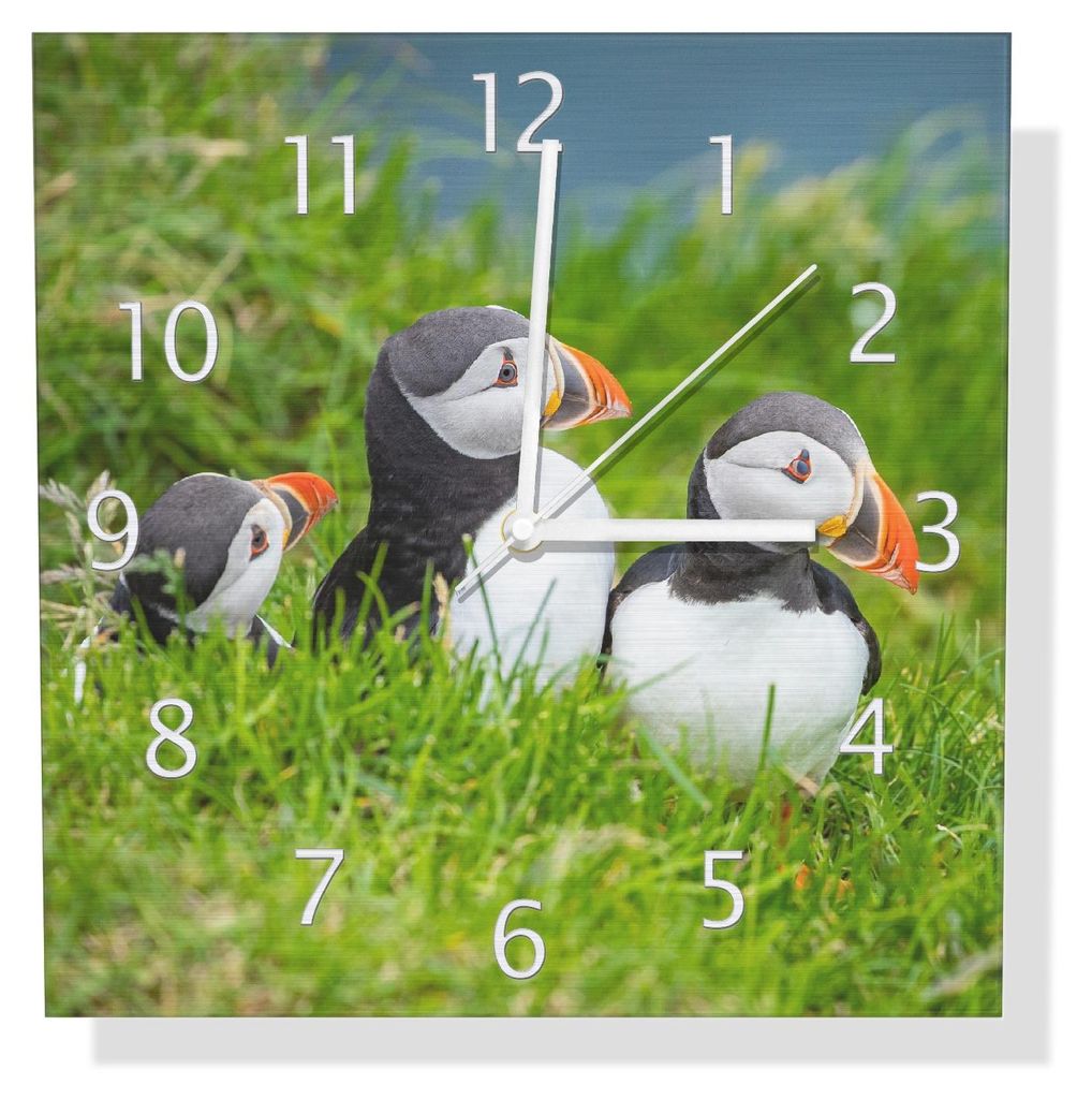 Wallario Design Wanduhr Papageitaucher im Gras aus Aluverbund, Größe 30 x 30 cm