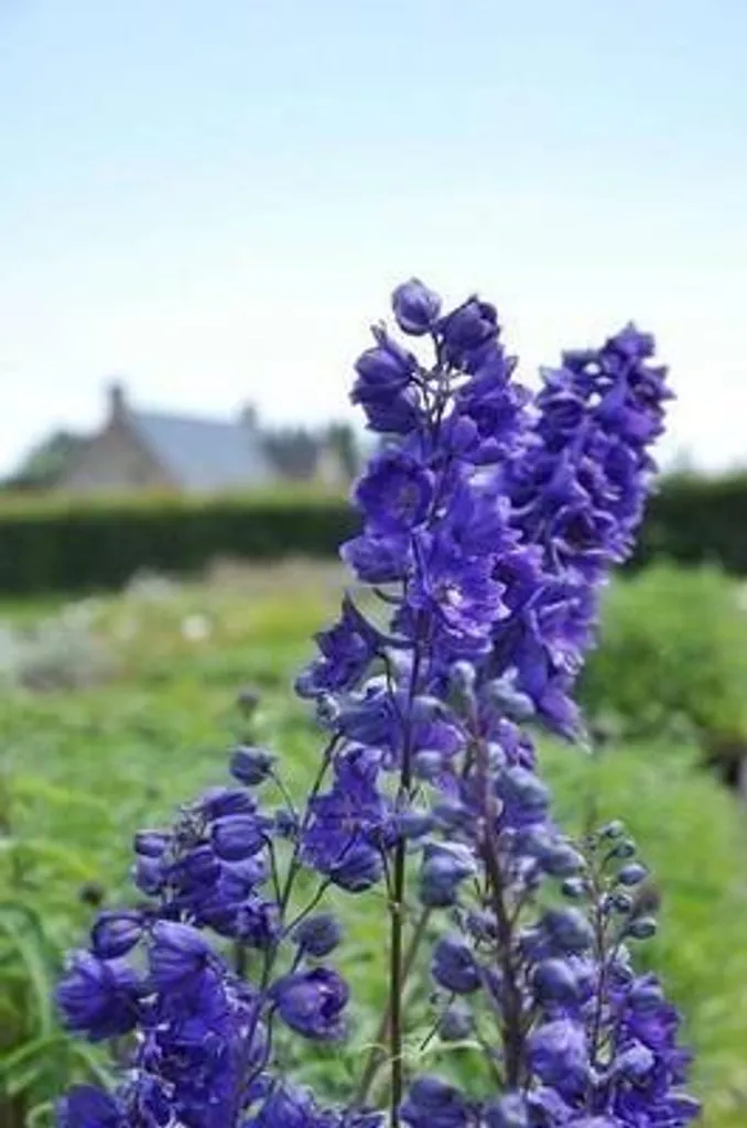 Plante vivace Delphinium Black Knight - Lot de 6 pieds d'alouette en pot