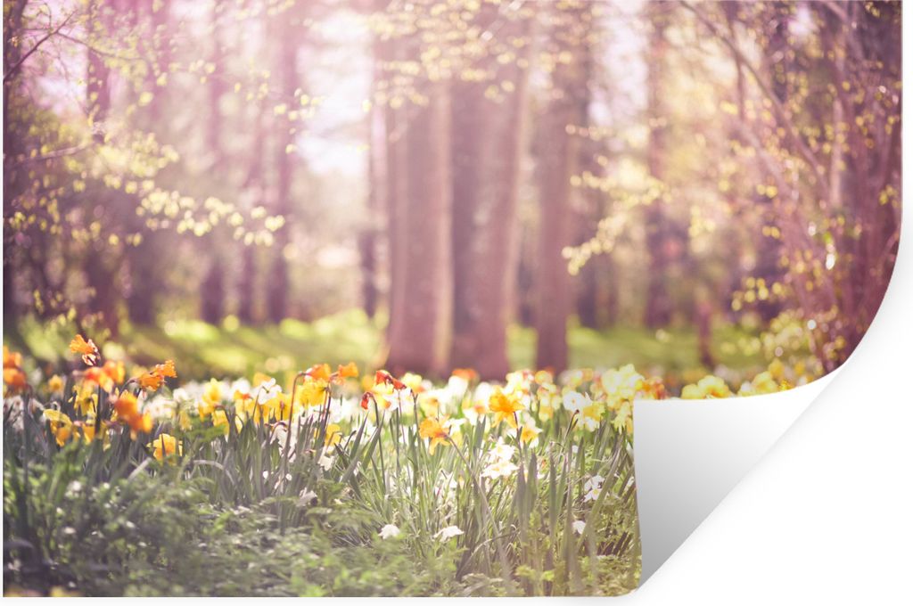 MuchoWow Wandtattoo Wandsticker Wandaufkleber Frühling - Narzissen - Bäume 60x40 cm Selbstklebend und Repositionierbar - Wierderverwendbar - Se...