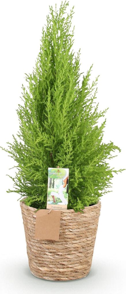 Cupressus Gold Crest Wilma – 85-95cm – 21cm mit Korb – Pflegeleichte Zimmerkonifere – Gelbgrüne Duftzypresse für Wohnzimmer, Büro & Eing...