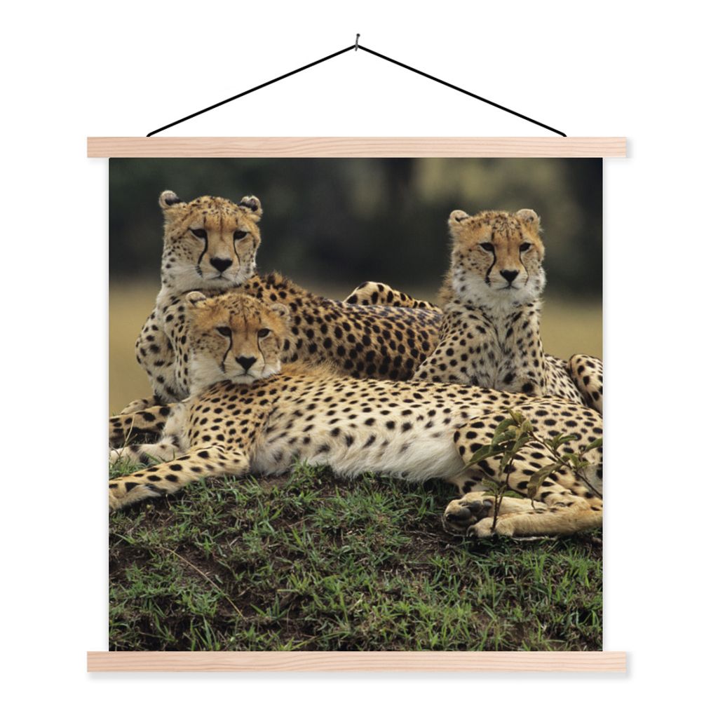 MuchoWow Textilposter Drei Geparden in der Savanne 120x120 cm mit holzfarbenen Rahmen - Textil-Poster