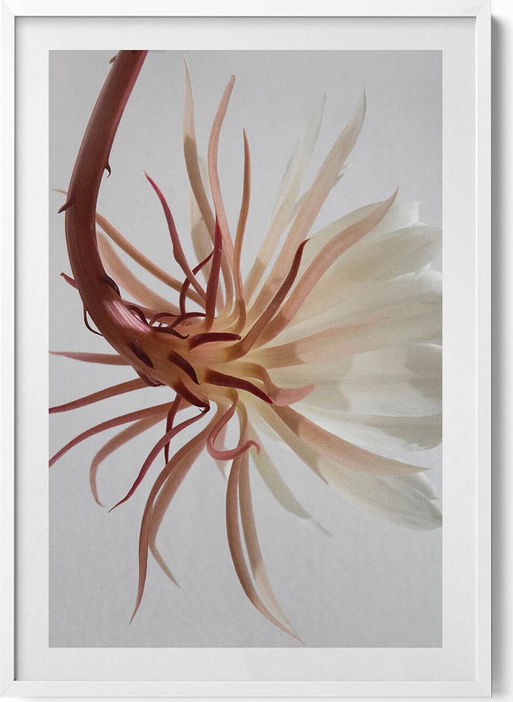 Zarte Boho-Pflanze– Wandbild mit Rahmen – Gerahmtes Bild – Wanddekoration – 70x100 cm – Weiß Rahmen