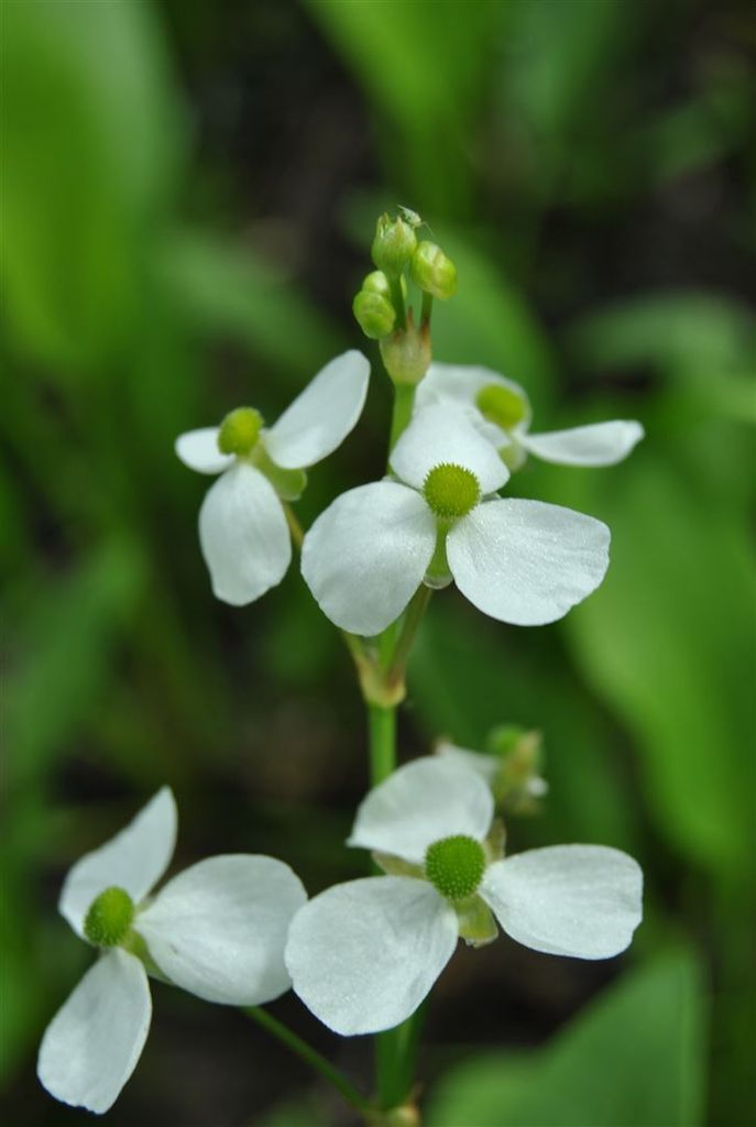 Alisma parviflorum, Zwerg-Froschlöffel, ca. 9x9 cm Topf Produktbild 