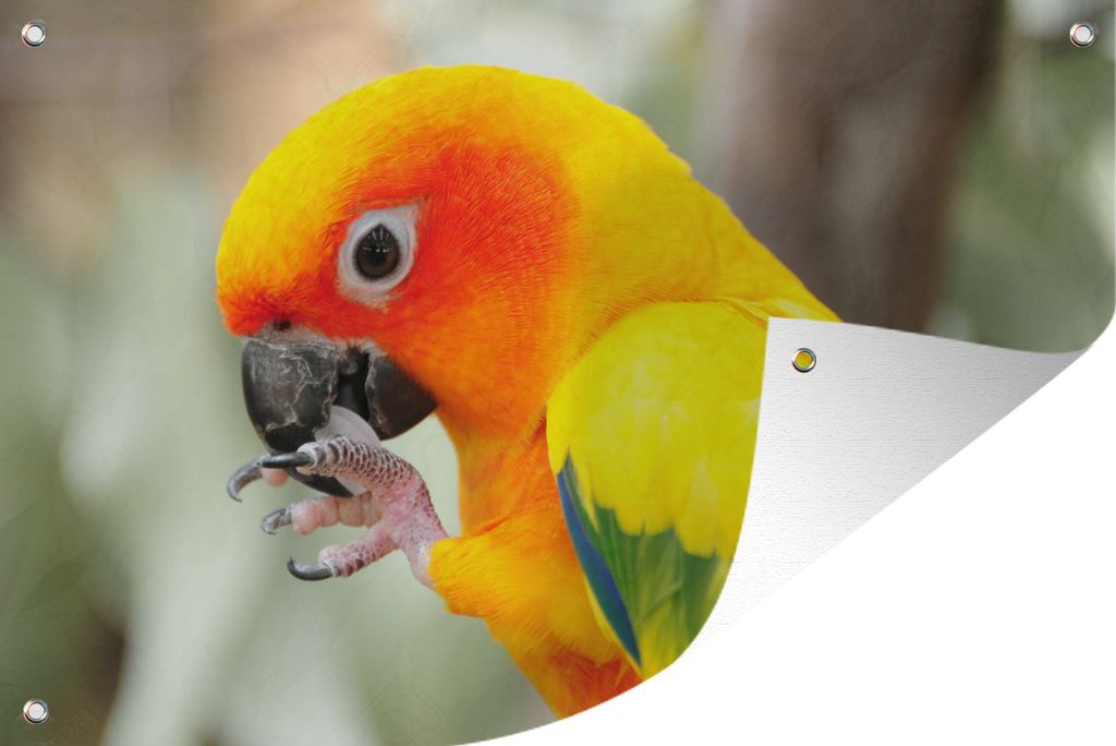 MuchoWow 90x60 cm Outdoor-Poster Gartendeko Sichtschutz Garten Poster für den Garten Ein Seitenporträt eines Sonnensittichs