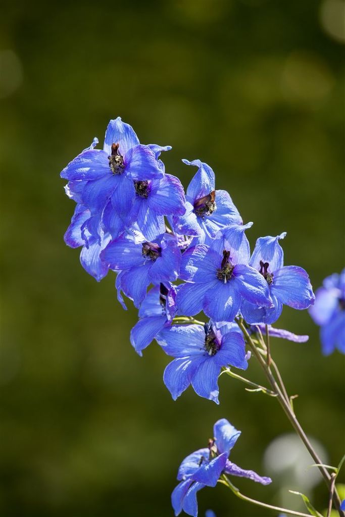 Delphinium x elatum 'Neptun', Rittersporn, blau, ca. 11x11 cm Topf