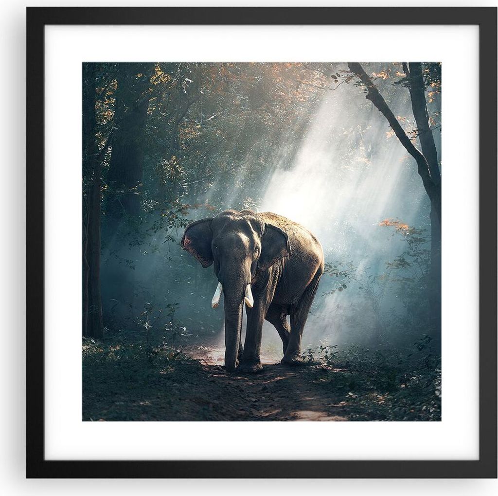 Gerahmtes Poster - Schwarzer Rahmen - elefant natur - 40x40 Produktbild 