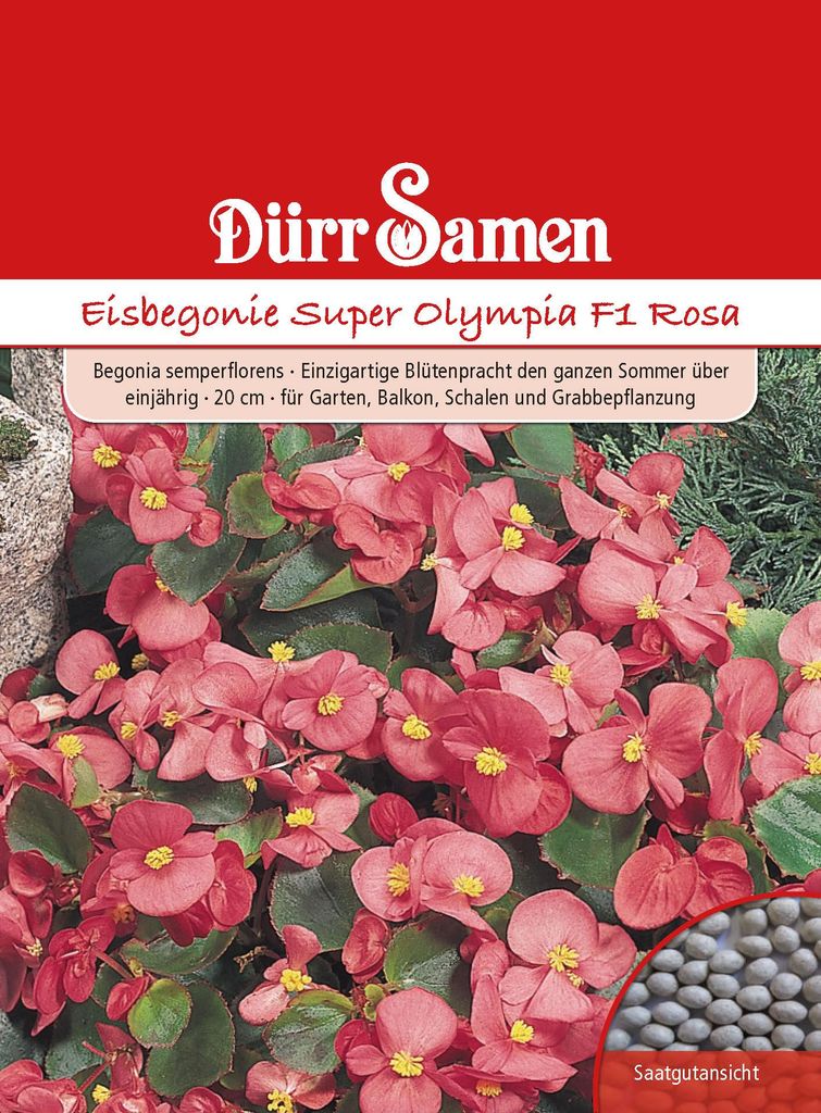 Cyclamen 'Super Olympia F1' roze | Cyclamenzaad van Dürr Productafbeelding 