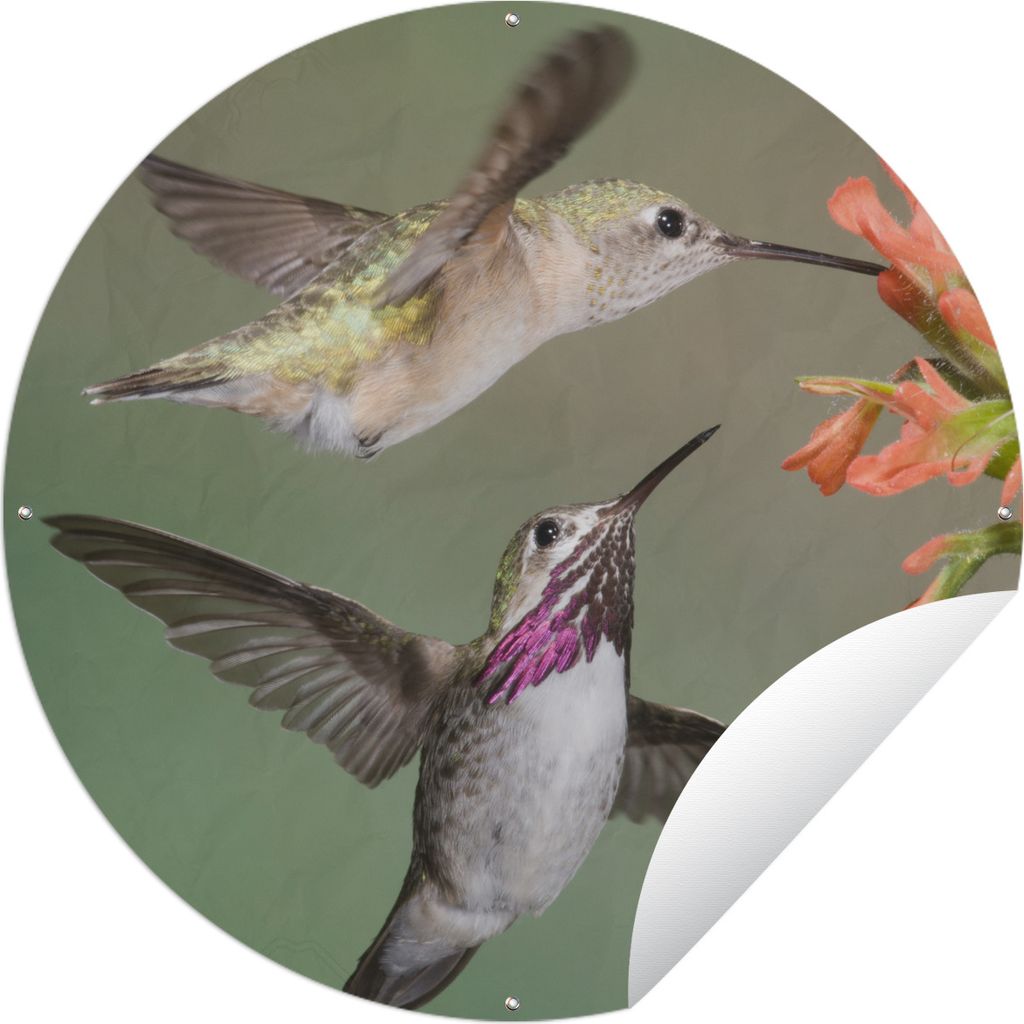 MuchoWow Gartenposter Outdoor-Poster Rund Kolibri - Vogel - Blume Ø 120 cm Gartendeko Rundes Poster draußen