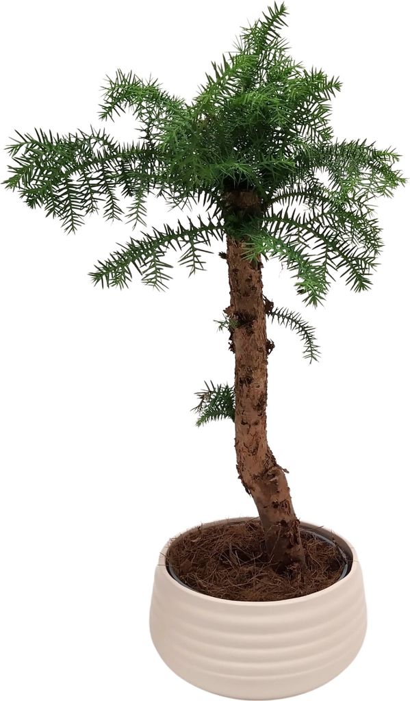 Zimmerpflanze Araucaria Cunninghsmii P25 Bonsai Bonsai