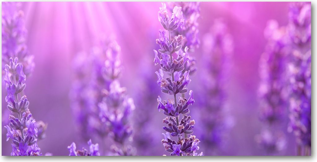 Tulup Leinwandbild - 140x70 cm - Wandkunst - Drucke auf Leinwand - Leinwanddruck - Blumen & Pflanzen - Lila - Lavendel