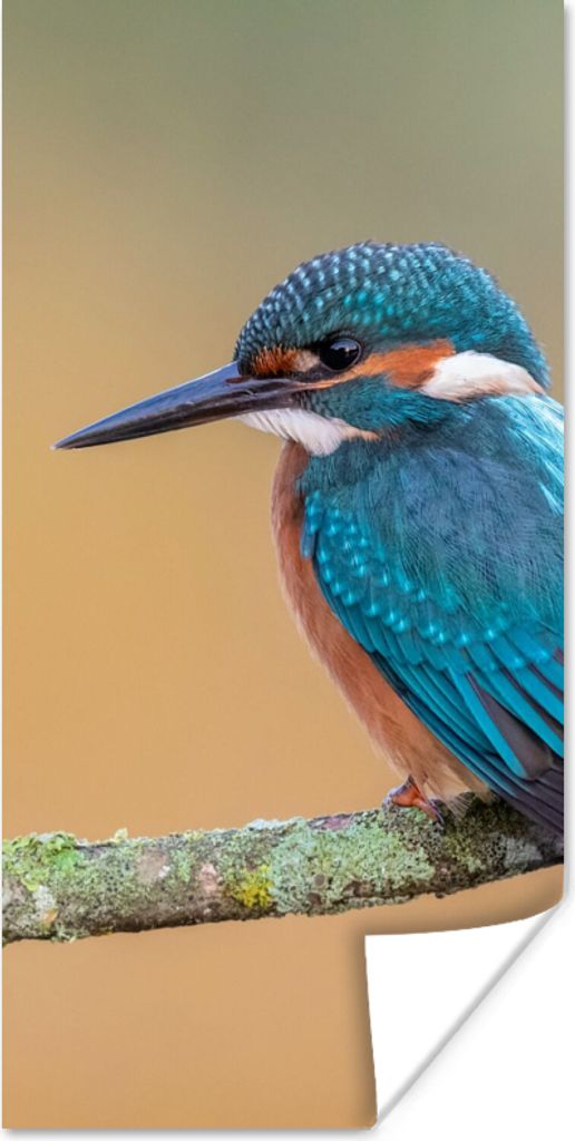 MuchoWow Poster Vogel - Eisvogel - Tiere - Zweig 60x120 cm - Wandschmuck