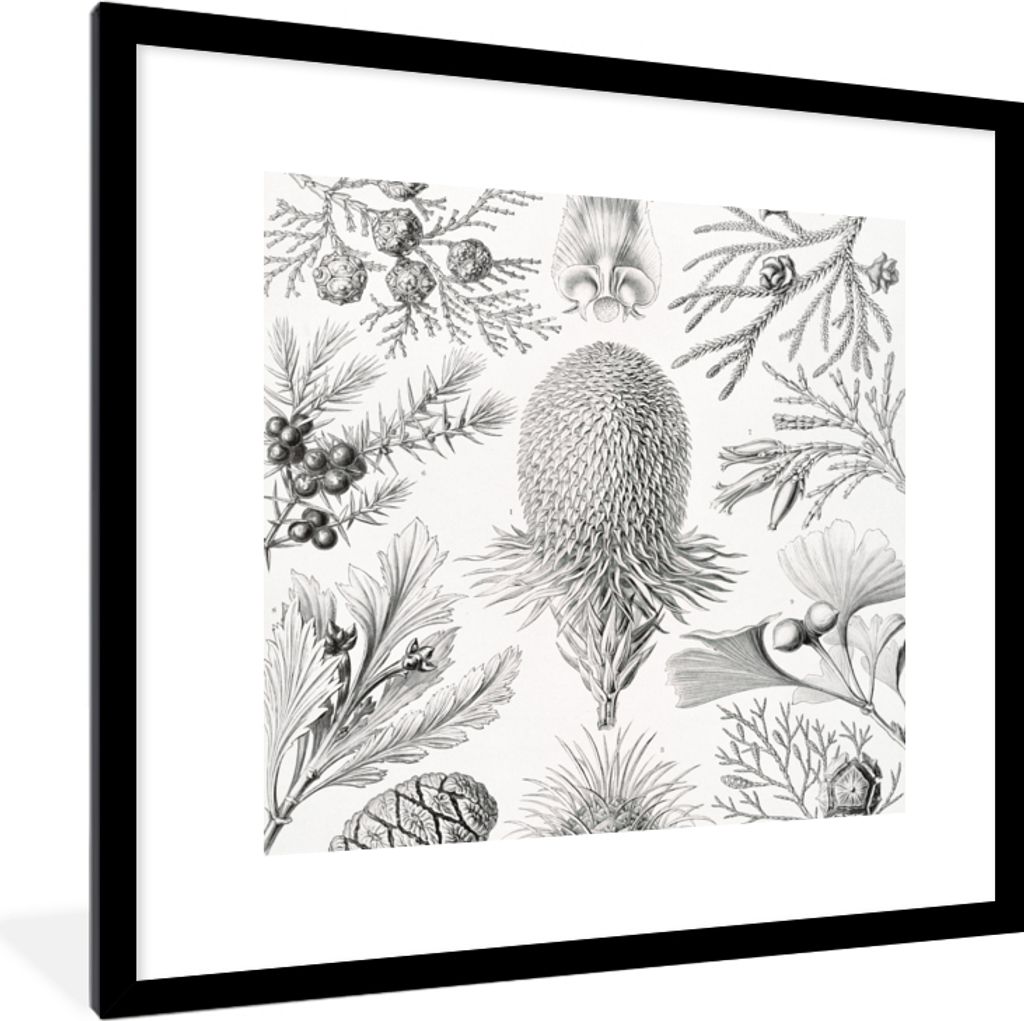 MuchoWow Gerahmtes Poster Koniferen - Ernst Haeckel - Kunst - Retro - Illustration - Natur 40x40 cm - Poster mit Schwarzem Bilderrahmen Wandposte...