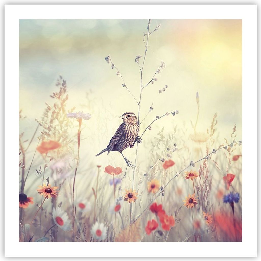 Poster - Poster ohne Rahmen - Vogel Wildschwein Wiese - 60x60 cm - Wand Bild - Wanddeko - Wandbilder - Kunstposter - Wandposter - Bilder - Kunstdru...