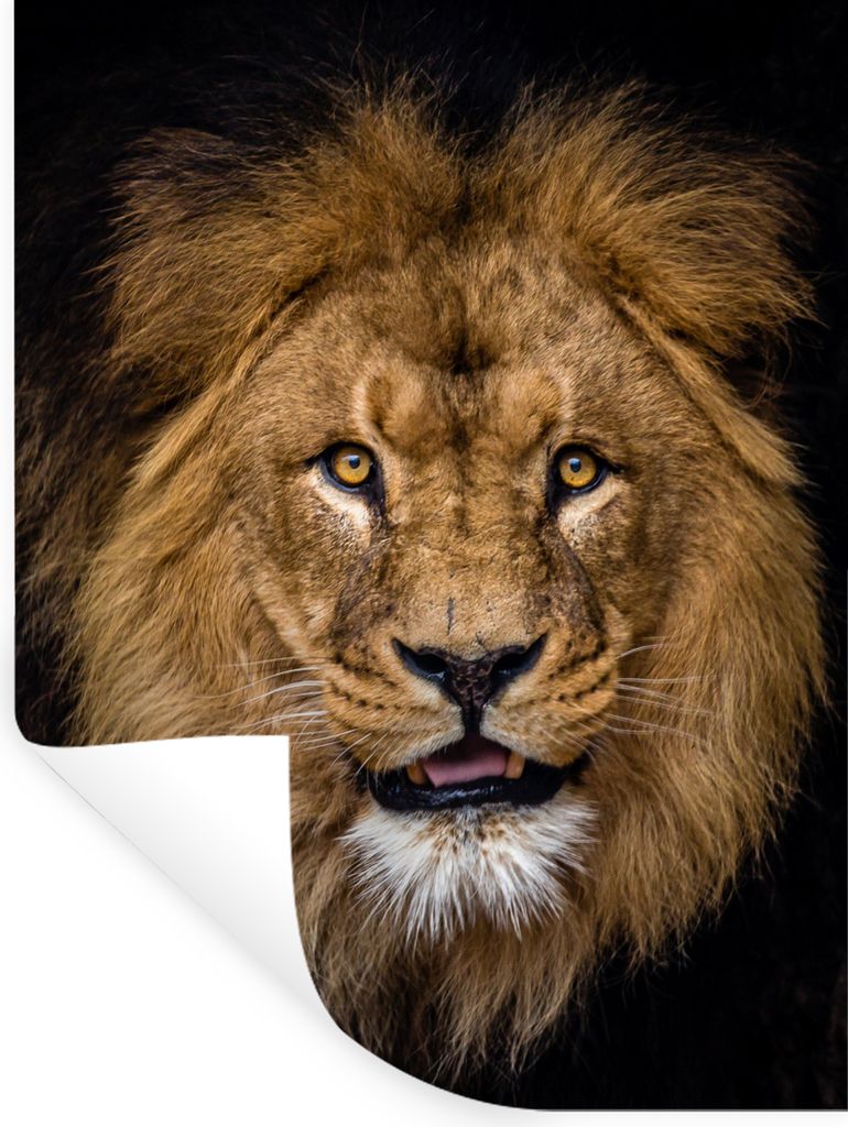 MuchoWow Wandtattoo Wandsticker Wandaufkleber Löwe - Porträt - Schwarz - Tiere 90x120 cm Selbstklebend und Repositionierbar - Faltenfrei