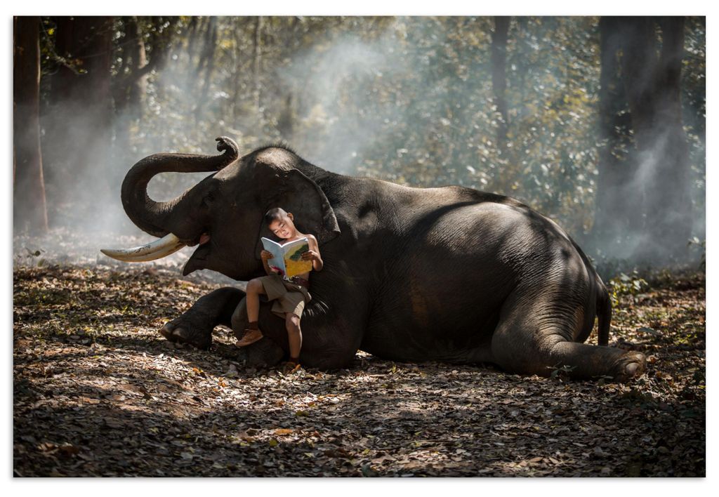 MuchoWow Poster Elefant - Junge - Buch - Wald - Tiere - Natur 120x80 cm - Bilder