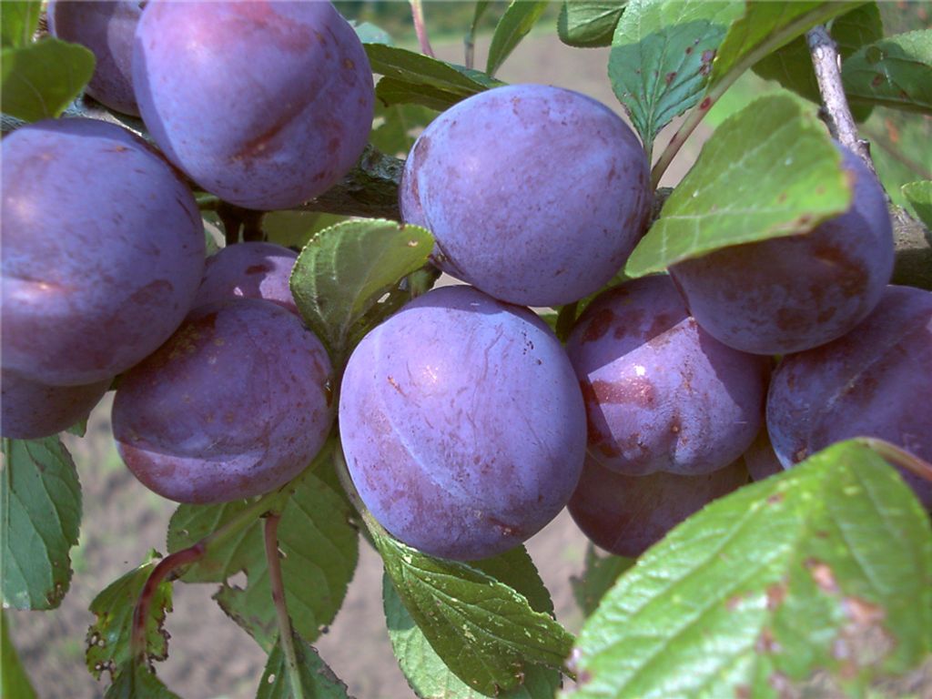 Zwetsche 'Wangenheims Frühzwetsche' Produktbild 