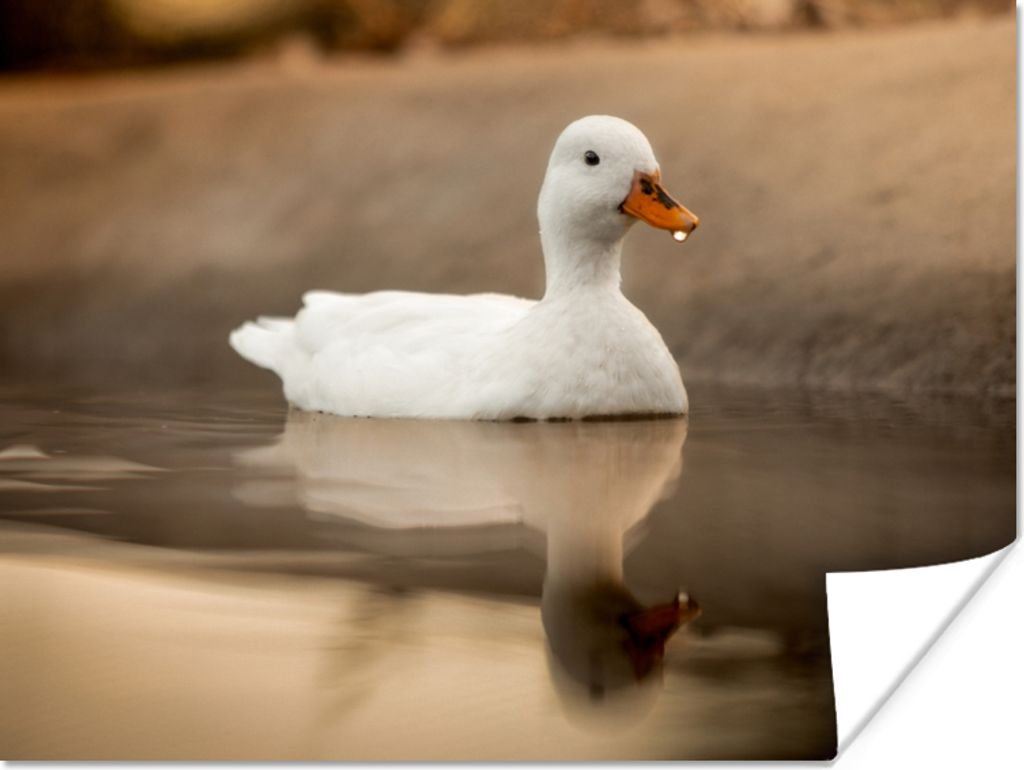 MuchoWow Poster Ente - Vogel - Wasser - Weiß 160x120 cm - Foto Plakat