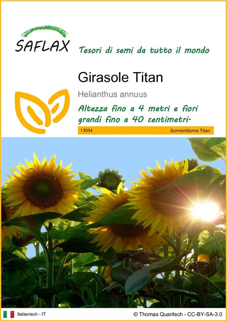 SAFLAX  - Girasole Titan - 20 semi - Helianthus Immagine del prodotto 