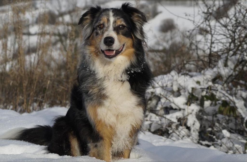 hansepuzzle 29850 - Australian shepherd Puzzle, 500 Teile, Tierwelt, 46,0 x 30,0cm mit hochwertiger Aufbewahrung, Kartonbox & Beutel