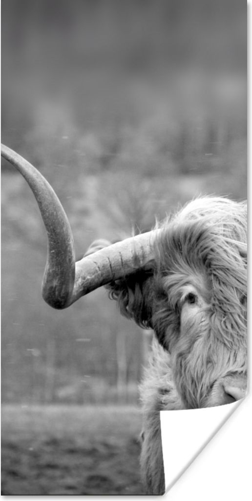 MuchoWow Poster Schottischer Highlander - Kuhkopf - Landschaft - Natur - Kuh 40x80 cm - Dekoration