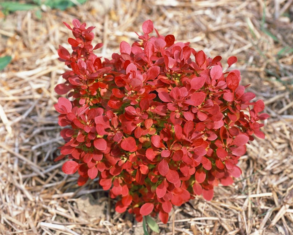 Berberis thunbergii 'Lutin Rouge', Rote Heckenberberitze, 30–40 cm