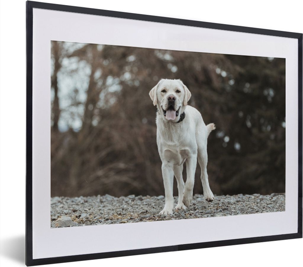 MuchoWow MuchoWow Gerahmtes Poster Ein weißer Labrador Retriever auf den Steinen 40x30 cm - Poster mit zchwarzem Bilderrahmen - Bilderrahmen -...