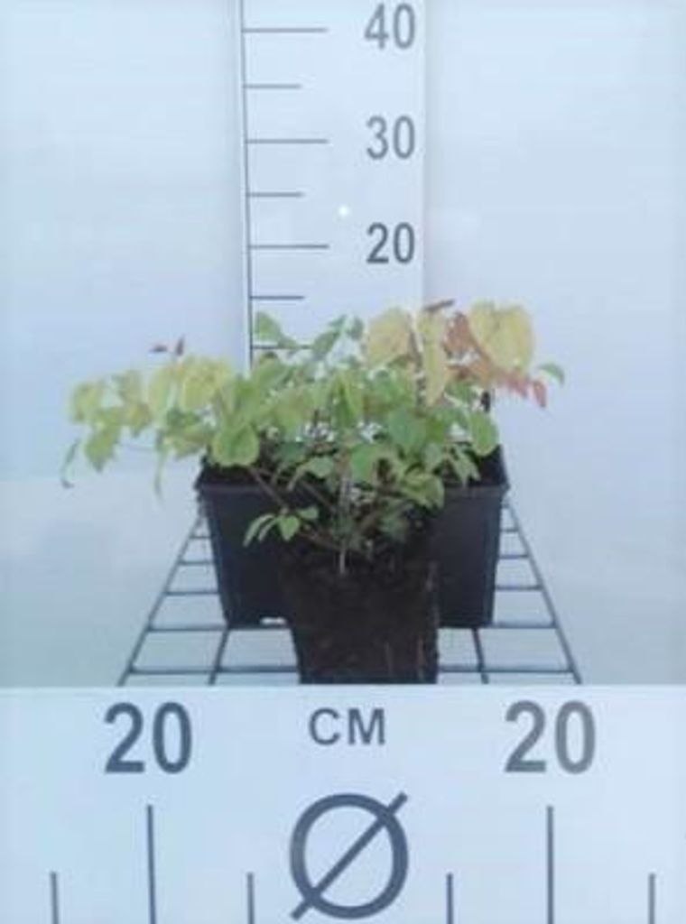 6 x Epimedium grandiflorum - Elfenblume - Topf 9 x 9 cm