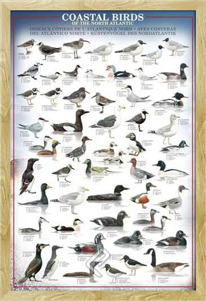 Poster Ornitologia Uccelli Costieri + Cornice Shinsuke MDF Faggio