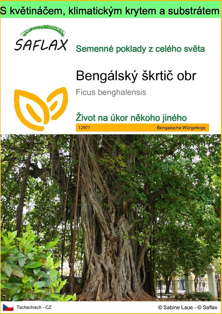 SAFLAX Garden to go - Bengálský škrtič obr - Ficus Obrázek produktu 