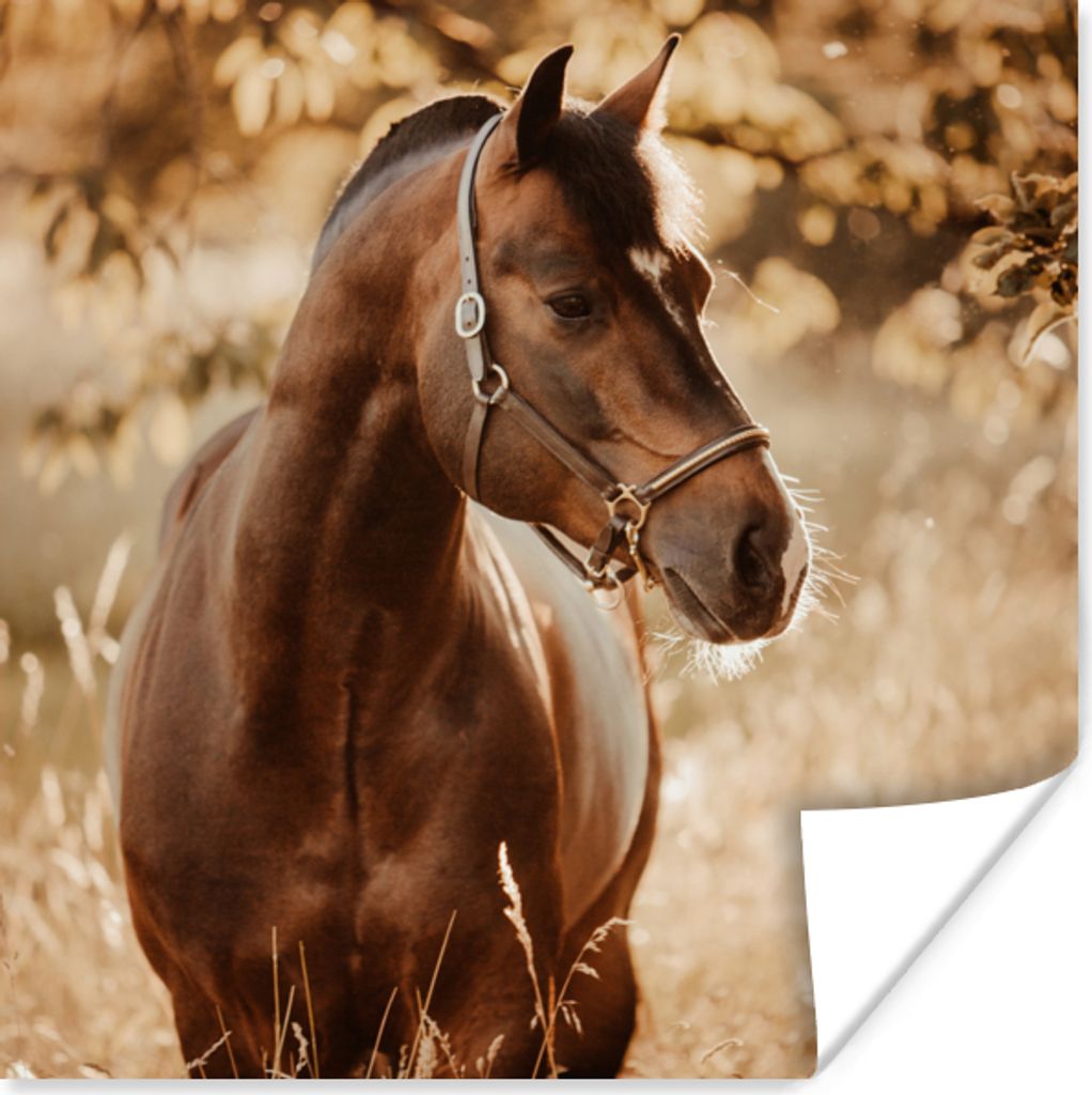 MuchoWow Poster Pferd - Sonne - Porträt - Natur - Braun 75x75 cm - Wand Dekoration