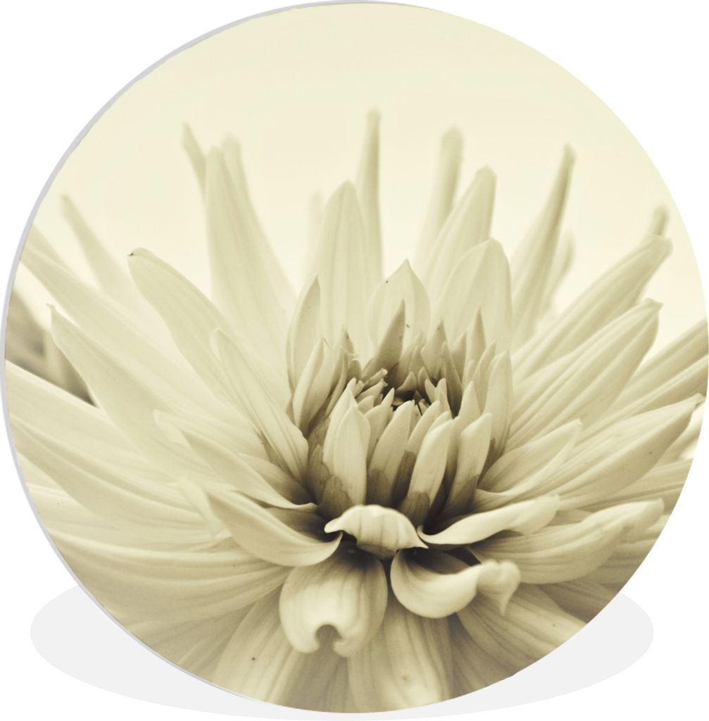 MuchoWow Rundes Wandbild - Runde Bilder Weiße Dahlienblüte Sepia-Fotodruck Ø 30 cm Kreis Wanddekoration Kunststoff - Wandkreis - Wandschmuck -...