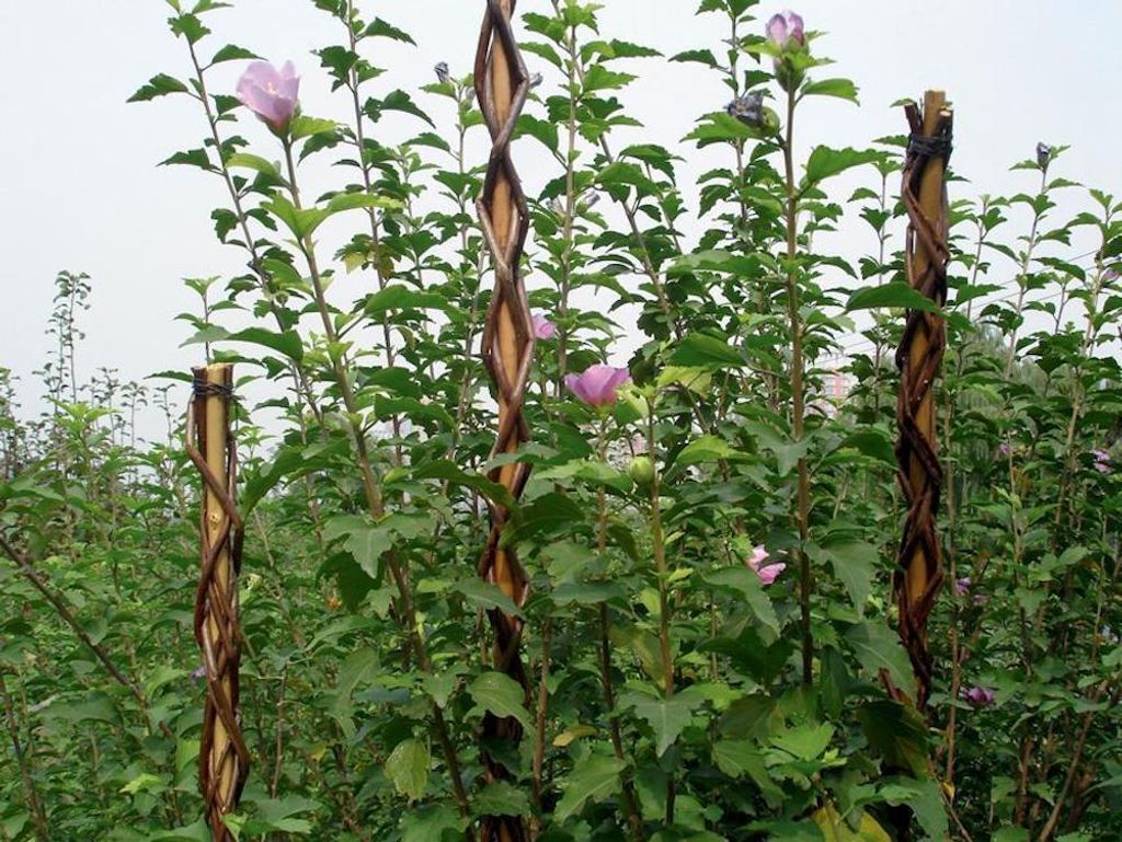 PROREGAL Pflanzstab Willow 130cm, Wicker, für Pflanzenunterstützung